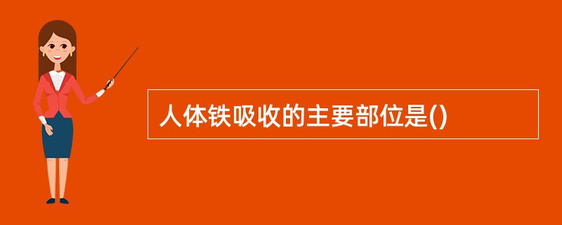 人体铁吸收的主要部位是()
