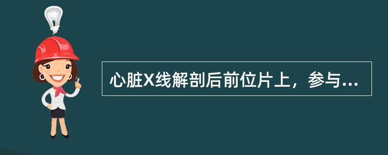 心脏X线解剖后前位片上，参与构成右心缘的有