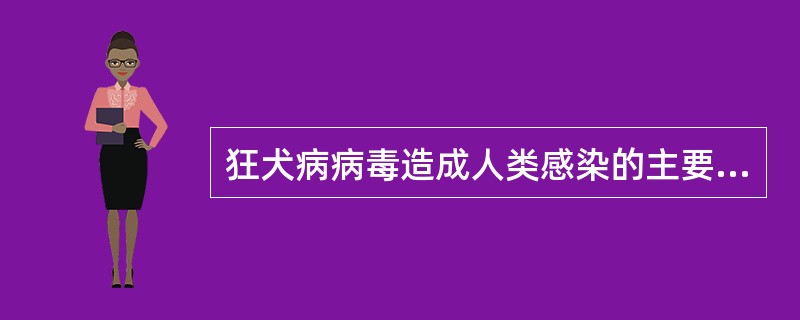 狂犬病病毒造成人类感染的主要传染源是