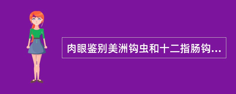 肉眼鉴别美洲钩虫和十二指肠钩虫主要依据