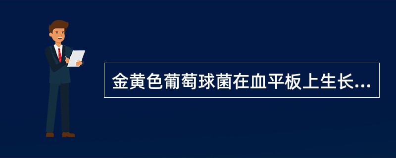 金黄色葡萄球菌在血平板上生长的菌落