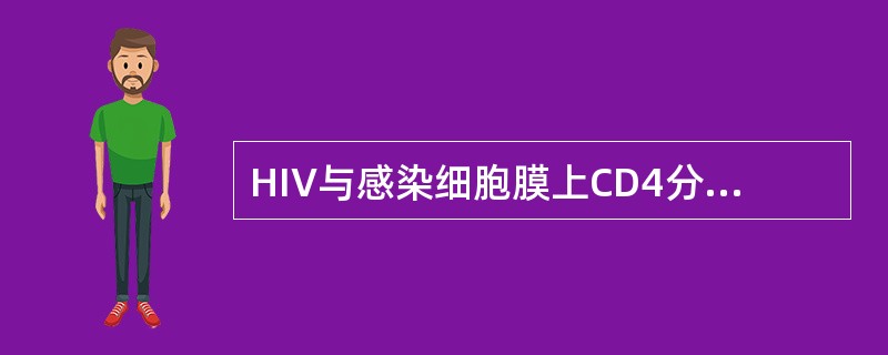 HIV与感染细胞膜上CD4分子结合的病毒刺突是