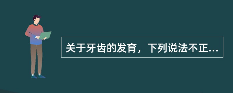 关于牙齿的发育，下列说法不正确的是