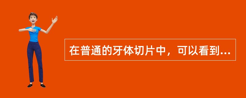 在普通的牙体切片中，可以看到哪些组织（）