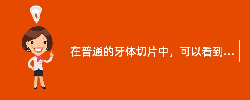 在普通的牙体切片中，可以看到哪些组织（）