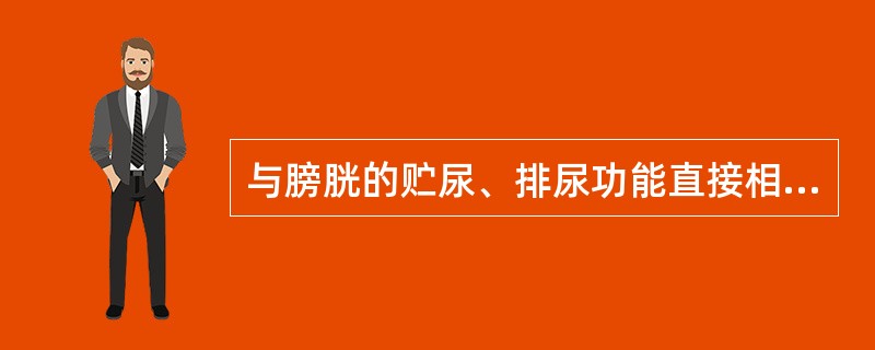 与膀胱的贮尿、排尿功能直接相关的是