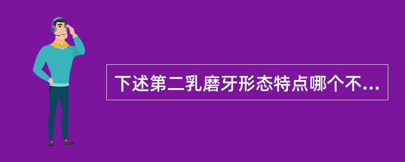 下述第二乳磨牙形态特点哪个不正确（）