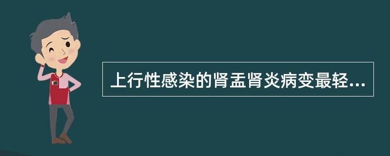 上行性感染的肾盂肾炎病变最轻的部位是（）