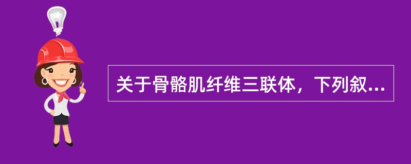 关于骨骼肌纤维三联体，下列叙述正确的是（）