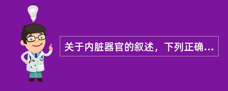 关于内脏器官的叙述，下列正确的是（）