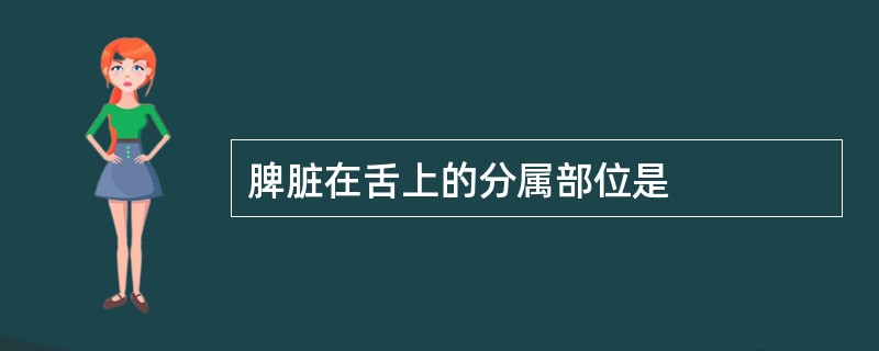 脾脏在舌上的分属部位是