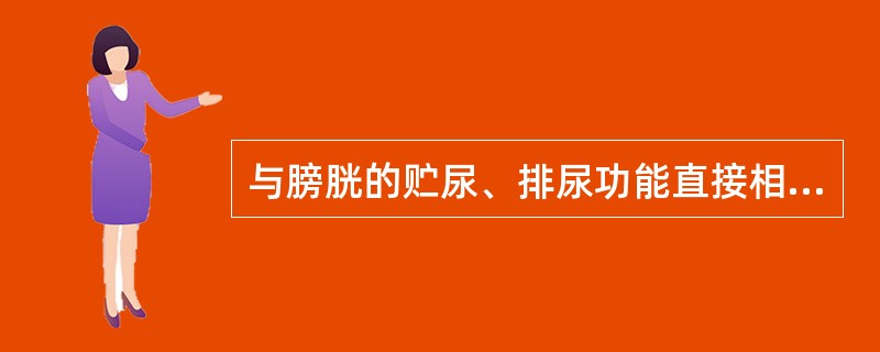 与膀胱的贮尿、排尿功能直接相关的是（）