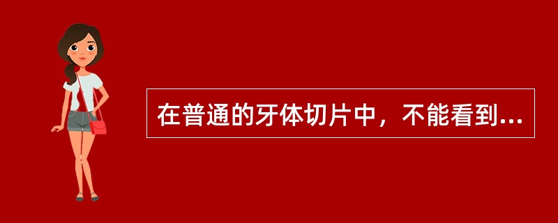 在普通的牙体切片中，不能看到的组织是（）