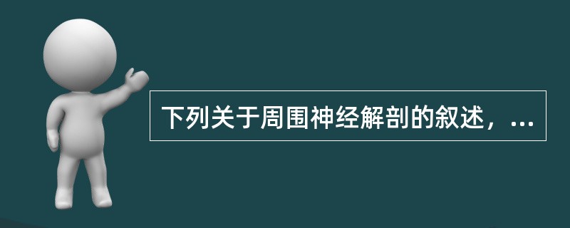 下列关于周围神经解剖的叙述，错误的是（）