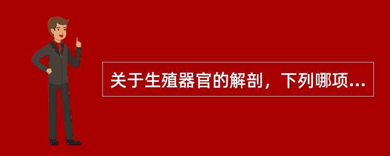 关于生殖器官的解剖，下列哪项是错误的：