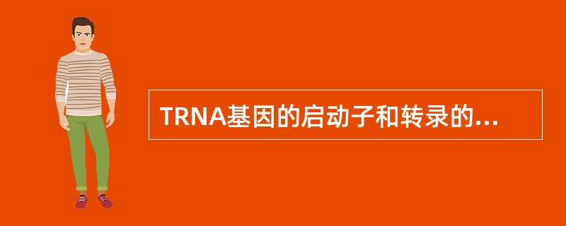 TRNA基因的启动子和转录的启动正确的是（　　）。