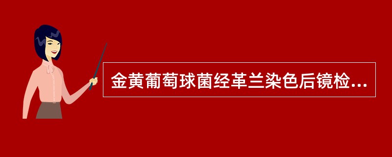 金黄葡萄球菌经革兰染色后镜检，细菌菌体呈