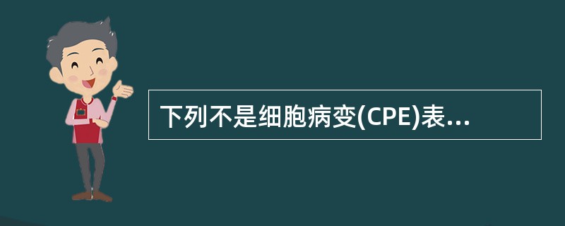 下列不是细胞病变(CPE)表现的是()。