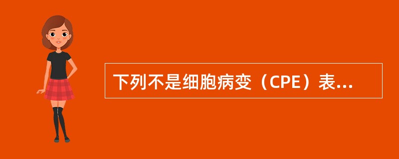 下列不是细胞病变（CPE）表现的是（　　）。