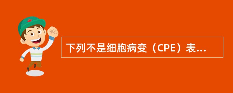 下列不是细胞病变（CPE）表现的是（　　）。