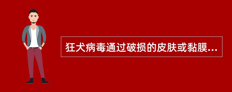 狂犬病毒通过破损的皮肤或黏膜侵入人体后通过哪条途径上行到中枢神经系统