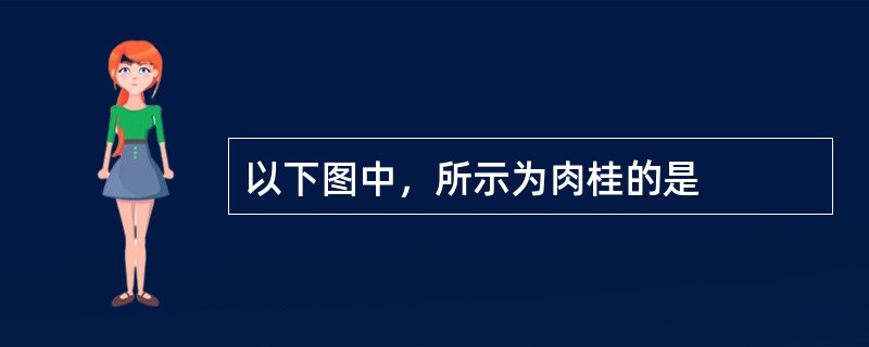 以下图中，所示为肉桂的是
