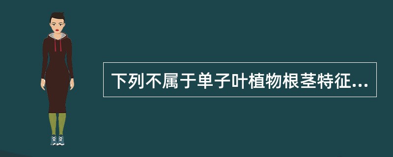 下列不属于单子叶植物根茎特征的是