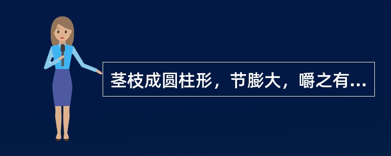 茎枝成圆柱形，节膨大，嚼之有黏性的是