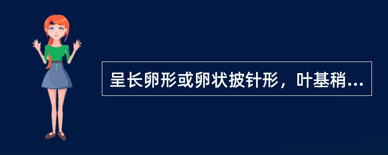 呈长卵形或卵状披针形，叶基稍不对称的是