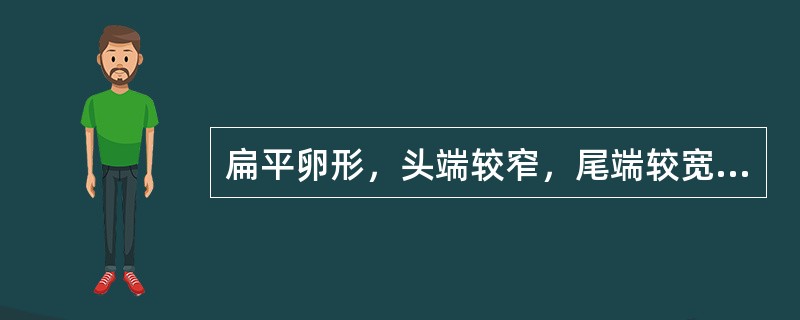 扁平卵形，头端较窄，尾端较宽，无翅的药材是