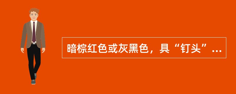 暗棕红色或灰黑色，具“钉头”，砸碎后断面显层叠状的是