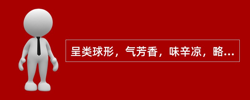 呈类球形，气芳香，味辛凉，略似樟脑的药材是