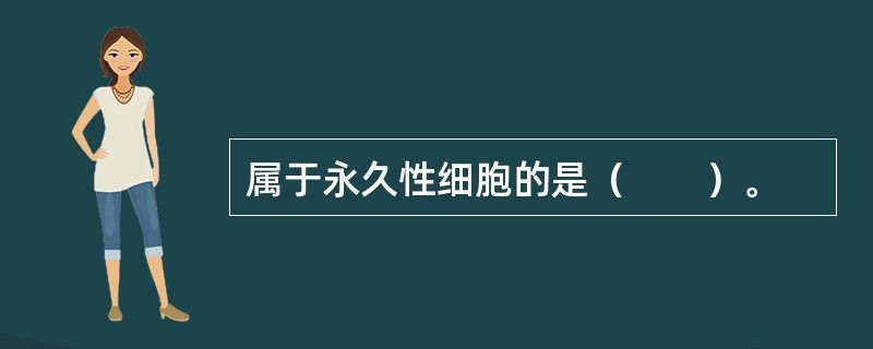 属于永久性细胞的是（　　）。