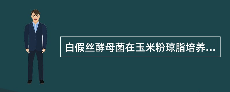 白假丝酵母菌在玉米粉琼脂培养基上，可长出