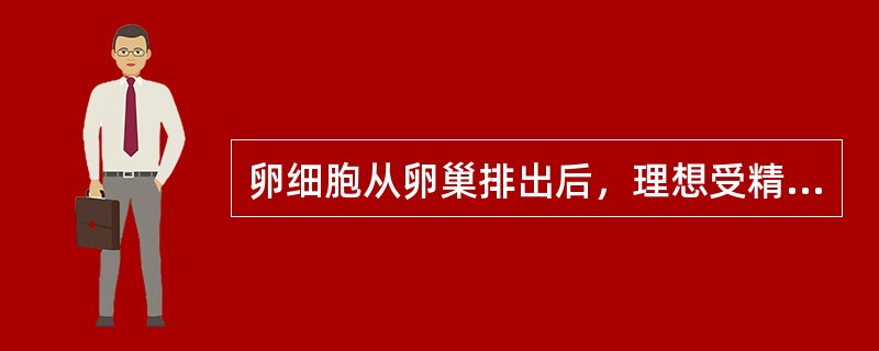 卵细胞从卵巢排出后，理想受精时间是