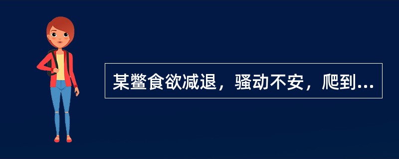 某鳖食欲减退，骚动不安，爬到休息台上，不怕惊。外菌丝短小，呈白色，病鳖的四肢、颈部、裙边等处出现白斑状的病变，一开始仅在边缘部分，后逐渐扩大形成白斑，由此推断该鳖患有（　　）。