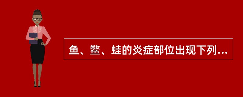 鱼、鳖、蛙的炎症部位出现下列哪类细胞时说明该炎症为出血性炎症（　　）。