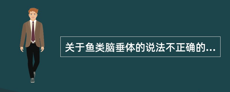 关于鱼类脑垂体的说法不正确的是（　　）。