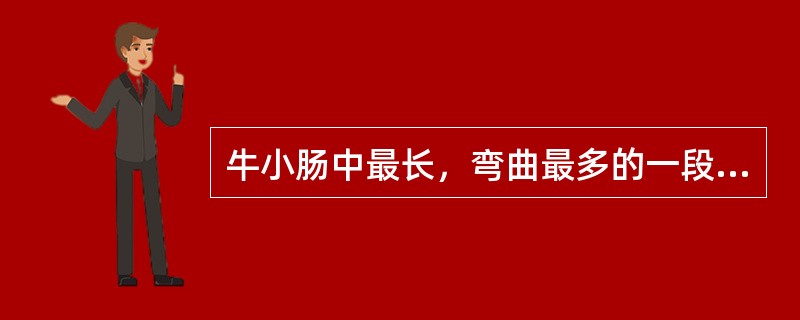 牛小肠中最长，弯曲最多的一段是（　　）。