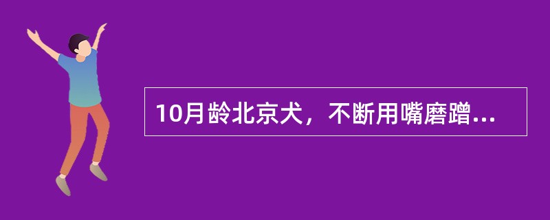 10月龄北京犬，不断用嘴磨蹭地或用爪挠面部，检查发现该犬唇部，眼睛周围皮肤发红，脱毛，有红色和脓<br />性疱疹，腹部有黄色痂皮，采集病健交接处病料镜检，发现多个大小不超过0.5mm，呈