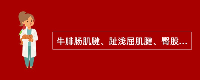 牛腓肠肌腱、趾浅屈肌腱、臀股二头肌腱和半腱肌腱合成一粗而坚硬的腱索称（　　）。