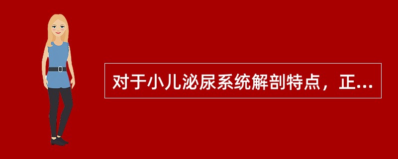 对于小儿泌尿系统解剖特点，正确的是