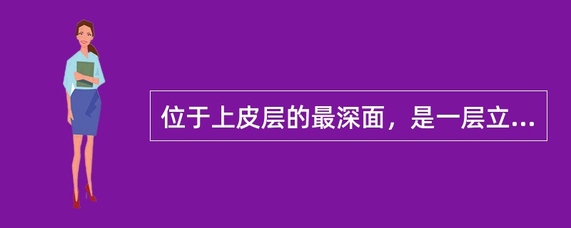 位于上皮层的最深面，是一层立方形或矮柱状的细胞的是