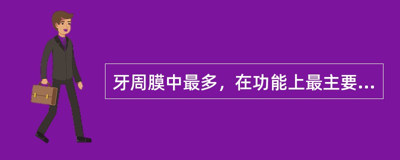 牙周膜中最多，在功能上最主要的细胞为