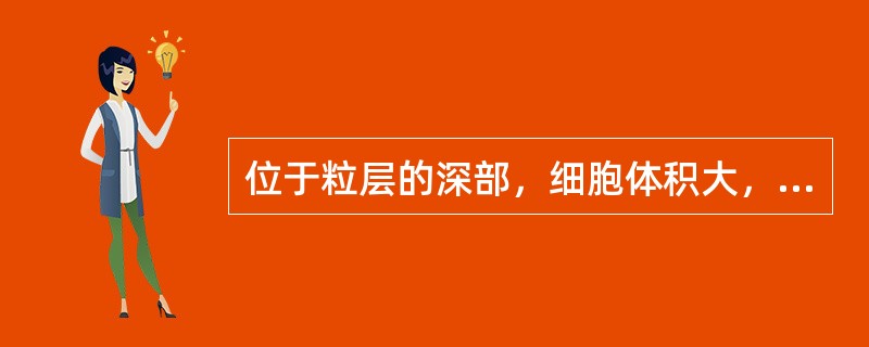 位于粒层的深部，细胞体积大，多边形，由增生的基底细胞发育而来的是