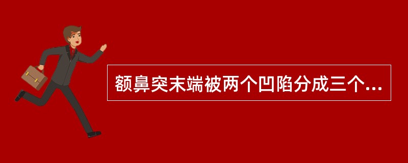 额鼻突末端被两个凹陷分成三个突起在 