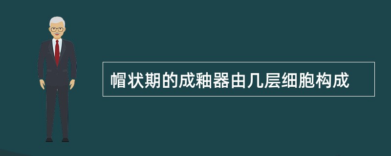 帽状期的成釉器由几层细胞构成