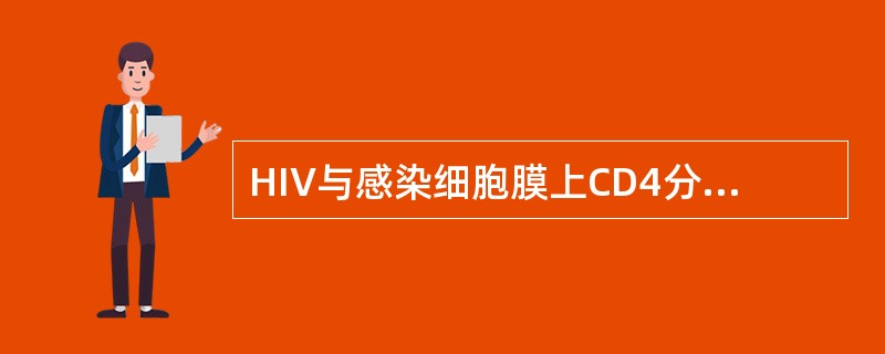 HIV与感染细胞膜上CD4分子结合的病毒刺突是