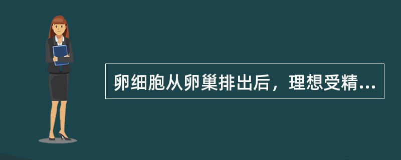 卵细胞从卵巢排出后，理想受精时间是