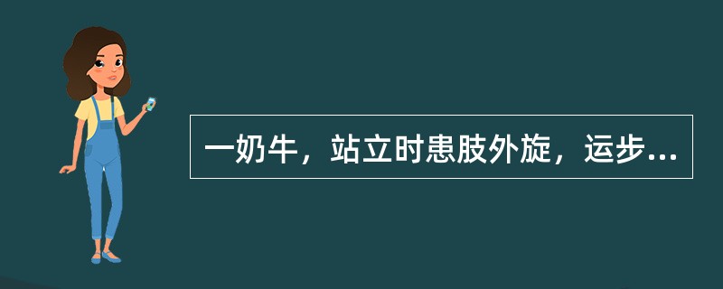 一奶牛，站立时患肢外旋，运步强拘，患肢拖曳而行，肢抬举困难，触诊发现股骨头转位同定于关节前方，大转子向前方突出，髋关节变形隆起，他动运动时可听到捻发音起立、运步均困难，患肢向后拖拉前进，表现为混合跛行